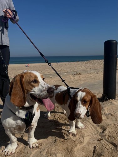 Carousel post from emmyandotis.