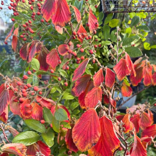 Photo post from gardenhousebrighton.
