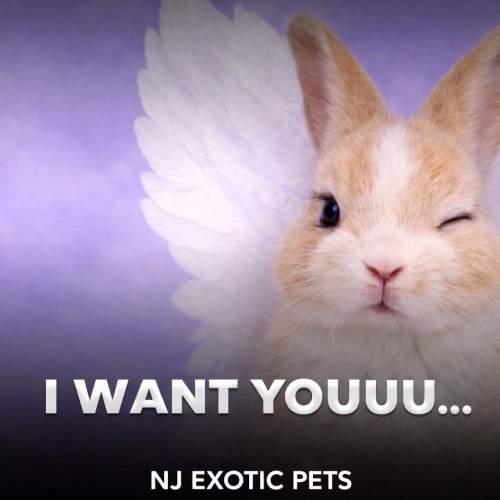 Carousel post from njexoticpets.