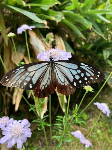 Carousel post from masumizutenkuu.
