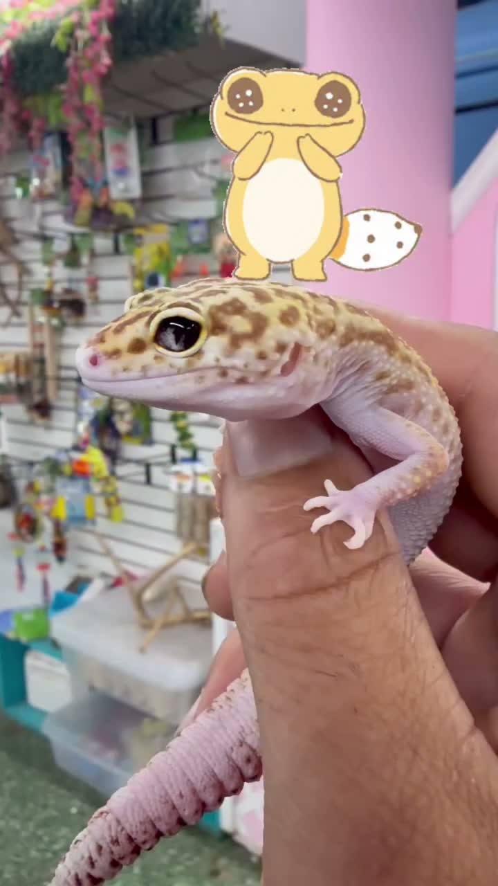 Video post from njexoticpets.