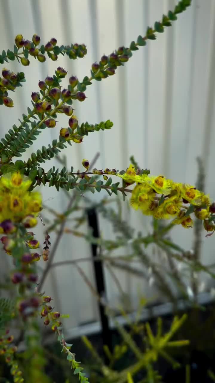 Video post from the_gardenyak.