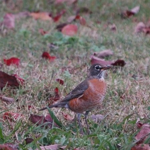 Carousel post from thebeeandbee042608.