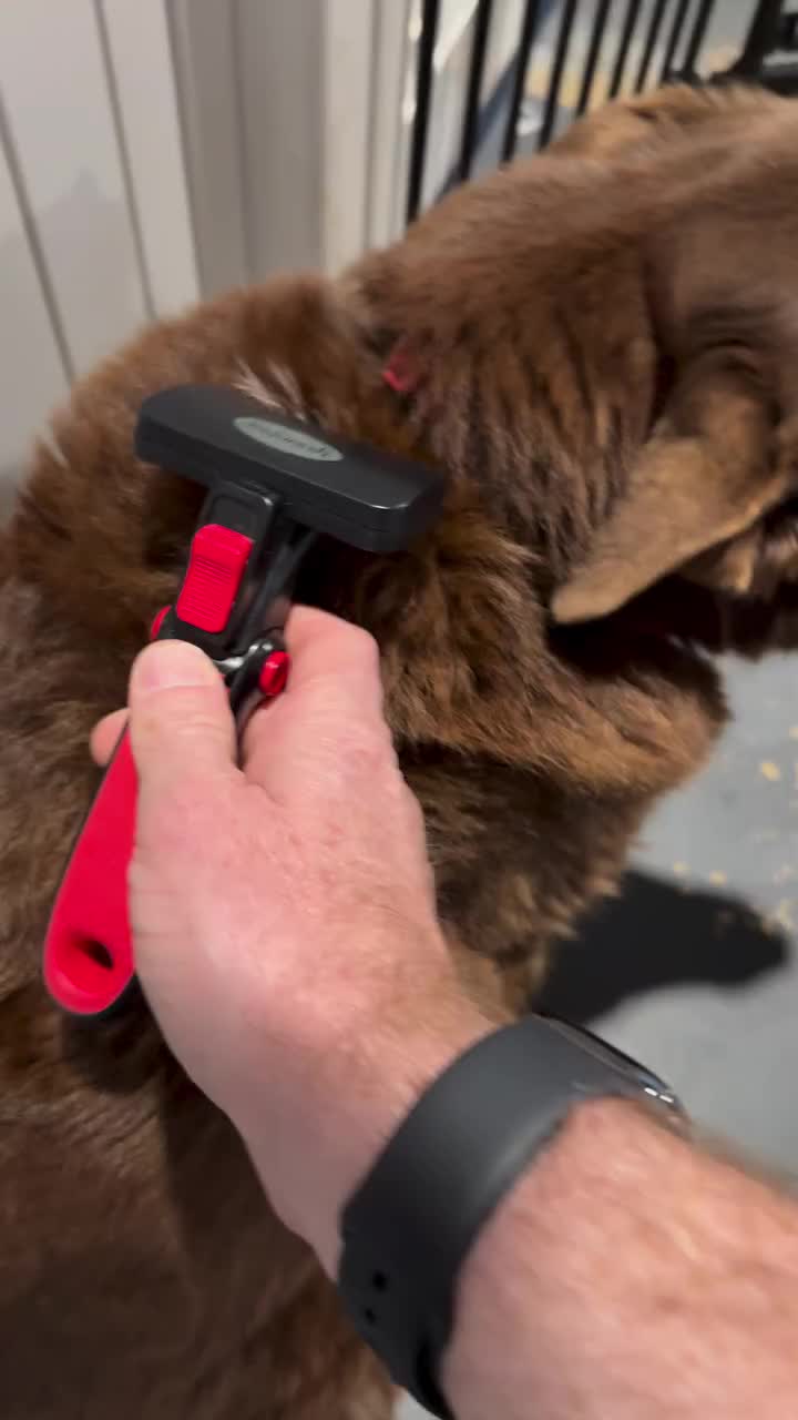Video post from k9playtimedoggydaycare.