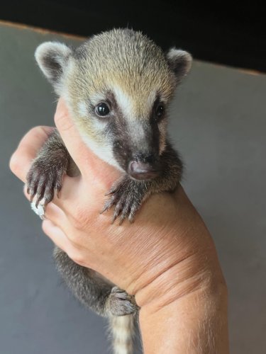 Photo post from njexoticpets.