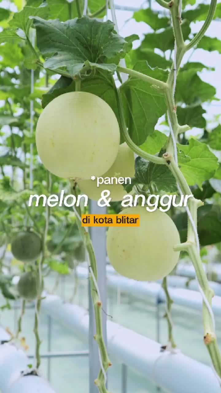 Video post from pemkotblitar.