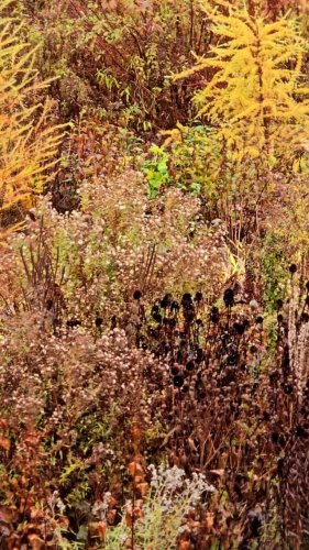 Video post from clearwingeco.