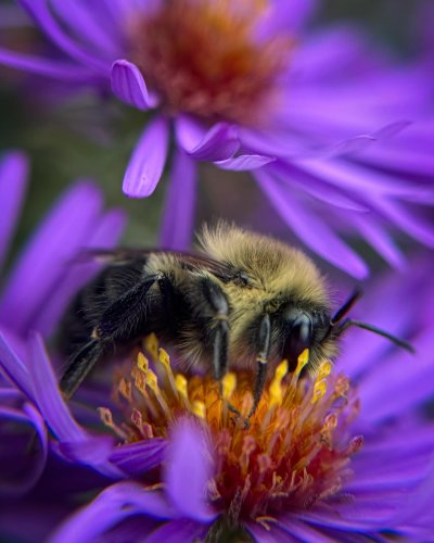 Carousel post from noticing__nature.