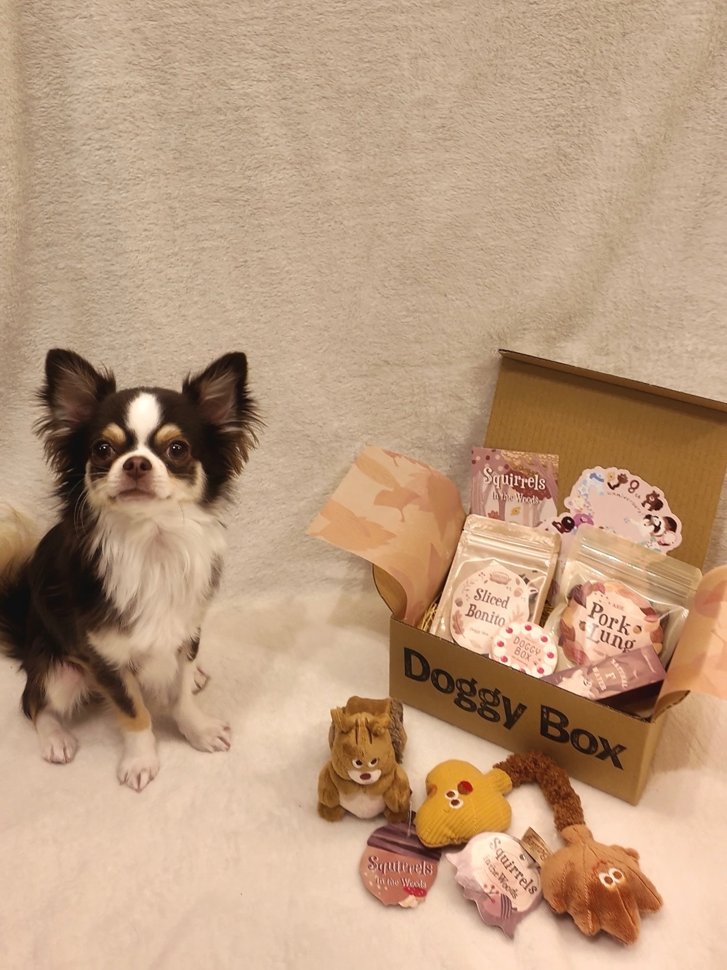 Doggy Box | 毎月サプライズいっぱいのBOXをお届け