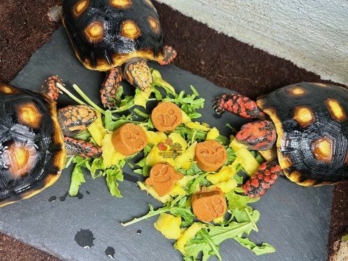 Photo post from carapacecritters.