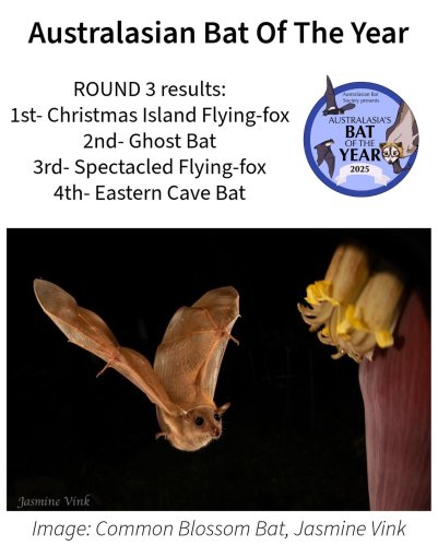 Photo post from australasianbatsociety.