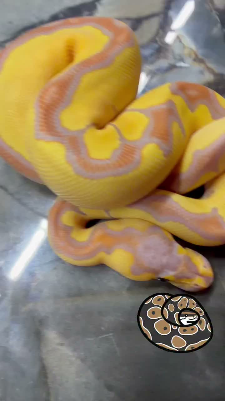 Video post from njexoticpets.