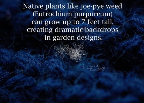 Photo post from mistyyoungphoto.