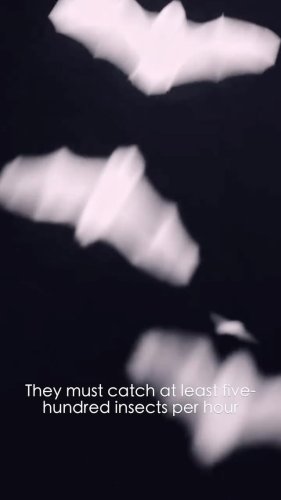 Video post from beavertrust.