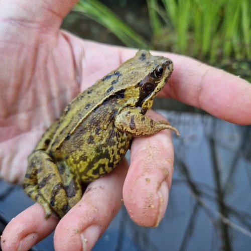 Photo post from kitgrowsagarden.