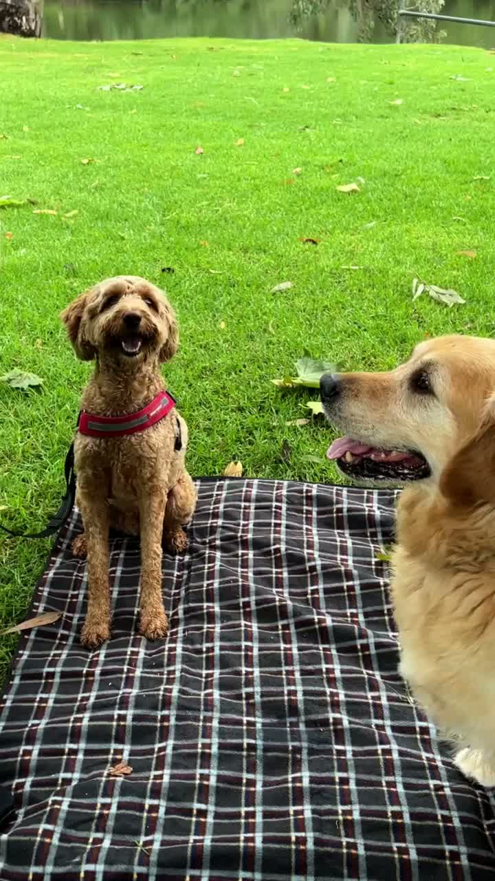 Video post from alburycity.