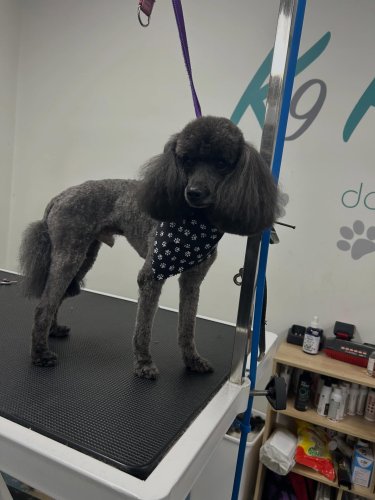 Carousel post from k9playtimedoggydaycare.