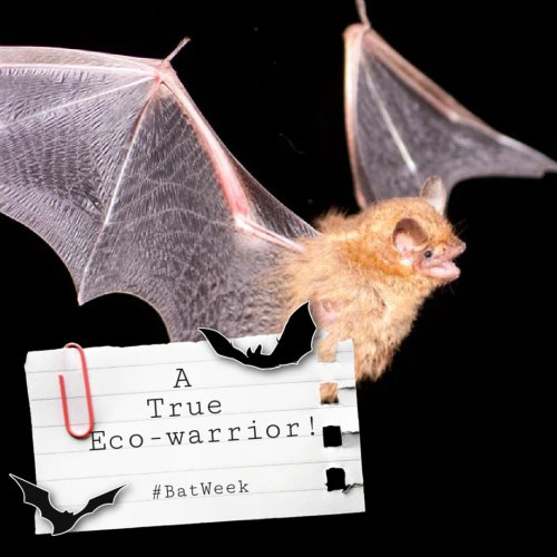 Photo post from innerspacecavern.