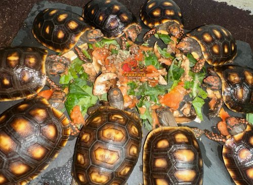 Photo post from carapacecritters.