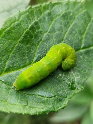 Carousel post from thyme.for.nature.