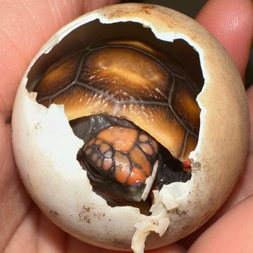 Photo post from carapacecritters.