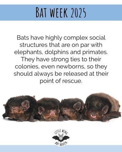 Photo post from littlewingbathaven.