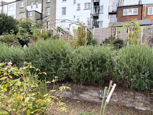 Photo post from gardenhousebrighton.