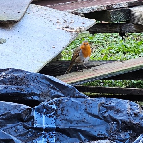 Photo post from littlegoatdevelopments.