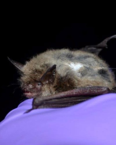 Photo post from trca_hq.