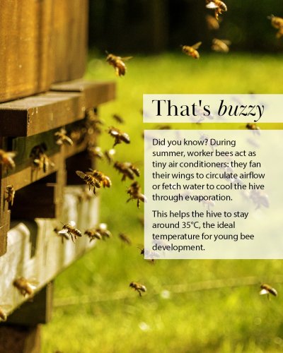 Photo post from comvita_nz.