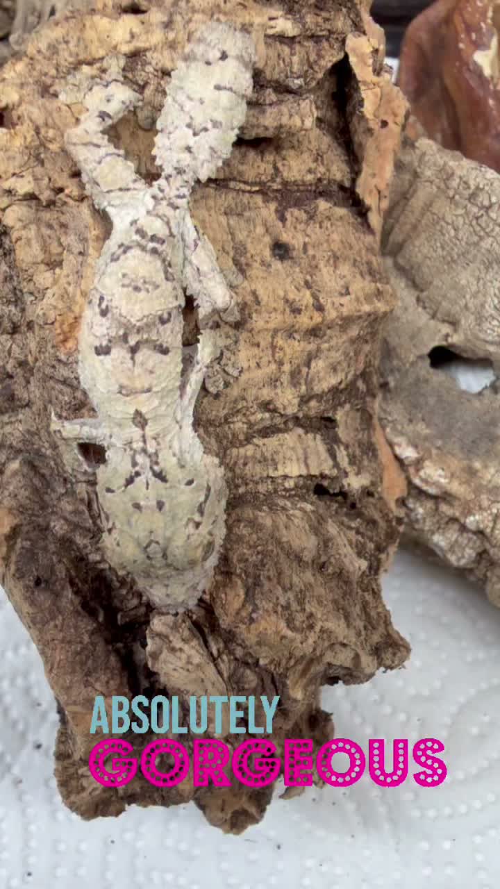 Video post from njexoticpets.