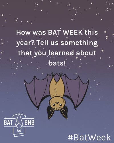 Photo post from batbnb.