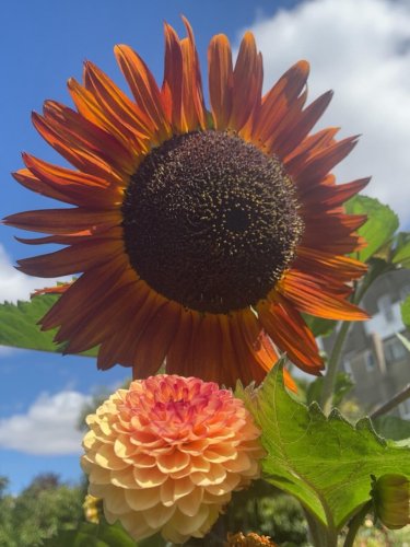 Photo post from gardenhousebrighton.