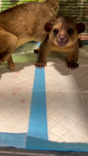Video post from njexoticpets.