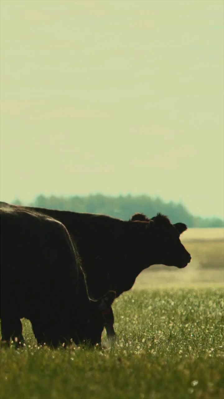 Video post from nzgreenparty.