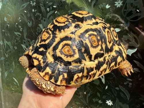 Carousel post from carapacecritters.