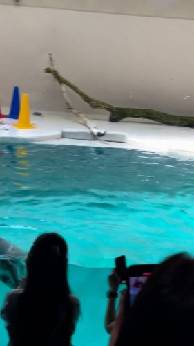 Video post from wakko.345.