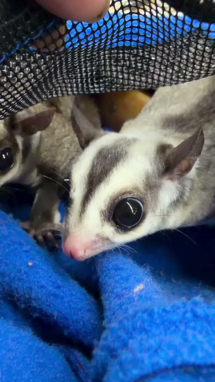 Video post from njexoticpets.