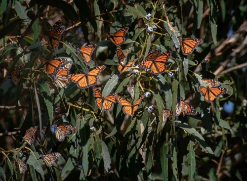 Carousel post from ucanr.