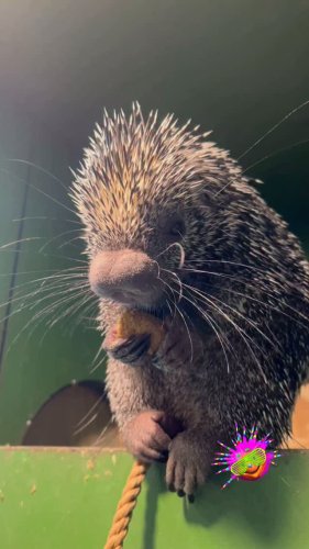 Video post from njexoticpets.
