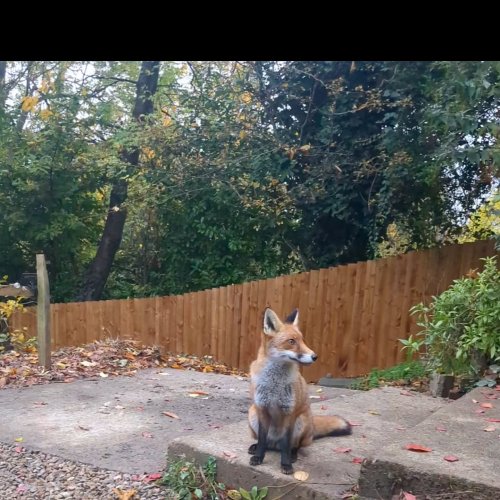 Photo post from forfoxsake_25.