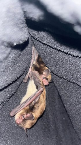 Video post from pa_bat_rehab.