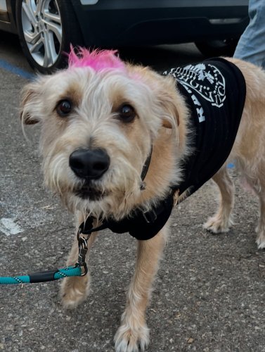 Carousel post from pawsplaysandiego.