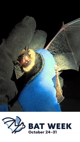 Video post from azgfd.