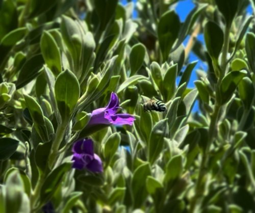 Photo post from the_gardenyak.