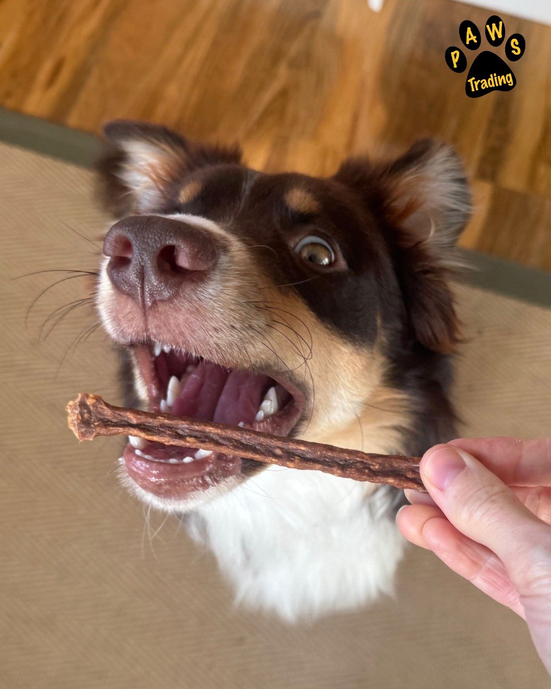 Photo post from pawstrading.