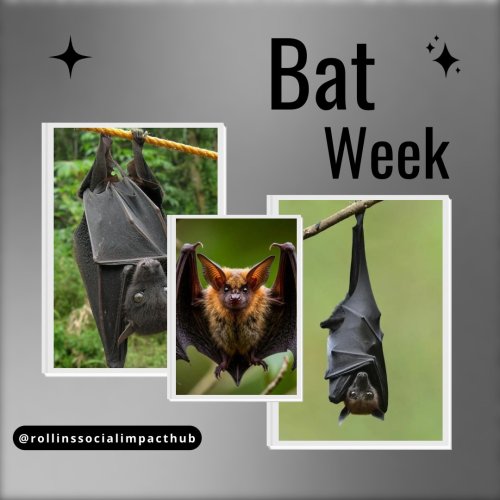 Carousel post from rollinssocialimpacthub.