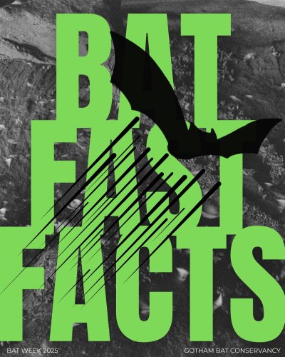 Carousel post from gothambatconservancy.