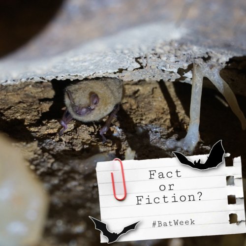 Photo post from innerspacecavern.