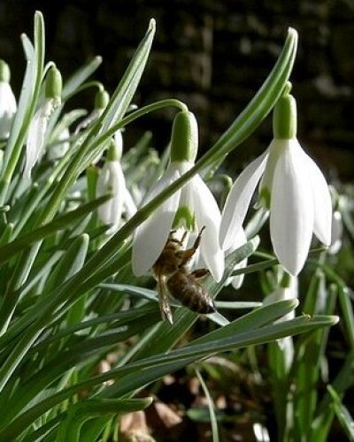 Photo post from mycountrygardenfaith.